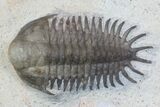 Four Trilobite Species In Association - Jorf, Morocco #138935-2